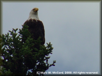 One of many bald eagles seen on the Teslin River
