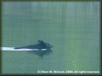A black bear swimming toward our campsite at Hootalingua Village