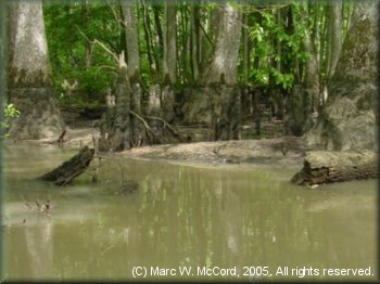 A typical Cypress swamp on the edges of Bayou deView
