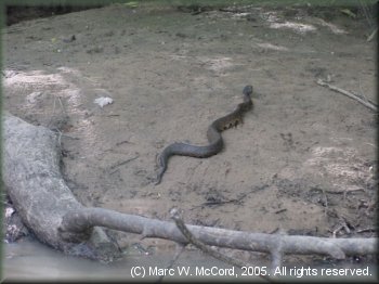 A water moccasin hurries away as we approach