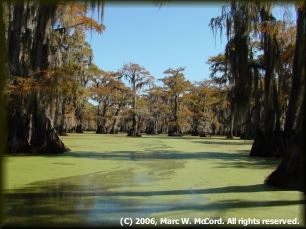 Paddling the swamps of Caddo Lake