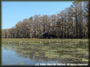 Heading for open water on Caddo Lake