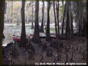 Cypress knees and trees at the edge of Goat Island